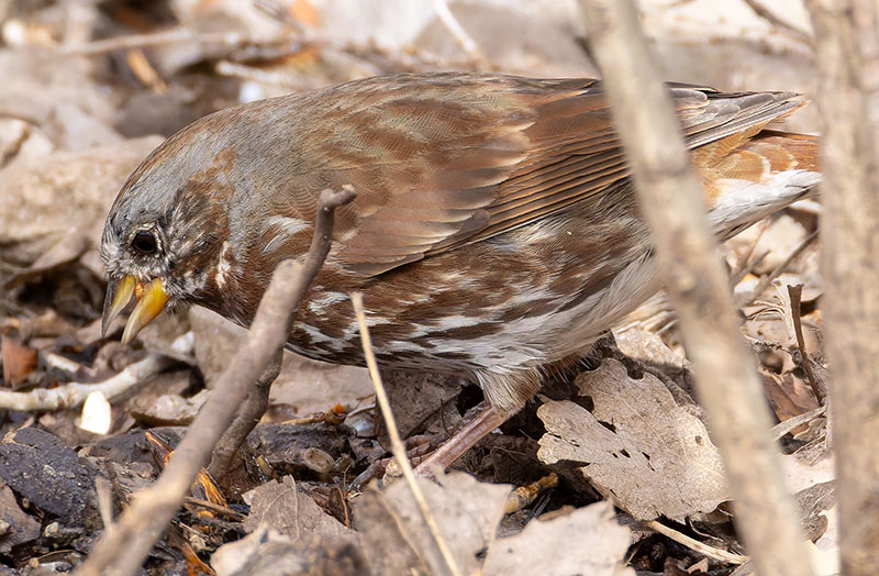 Red Fox Sparrow Passerella iliaca altivagans