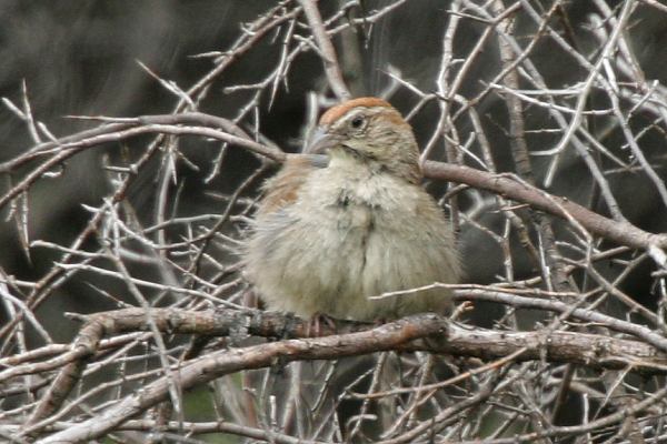 Rufous-crowned Sparrow Aimophila ruficeps 