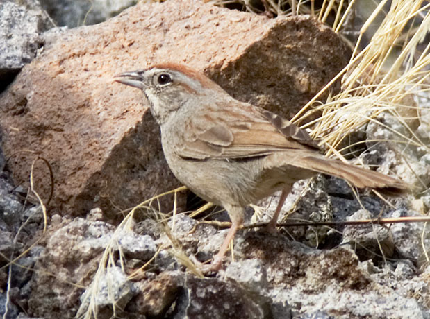 Rufous-crowned Sparrow Aimophila ruficeps 