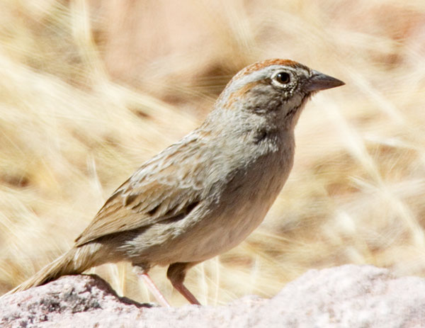 Rufous-crowned Sparrow Aimophila ruficeps 