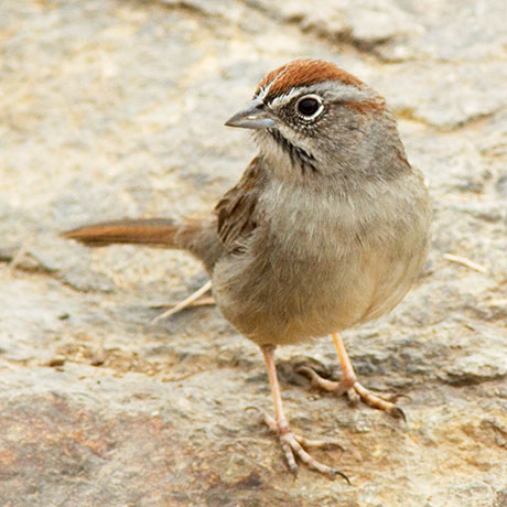 Rufous-crowned Sparrow Aimophila ruficeps 