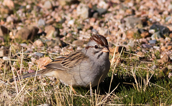 Rufous-crowned Sparrow Aimophila ruficeps 