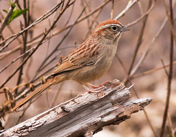 Rufous-crowned Sparrow Aimophila ruficeps 
