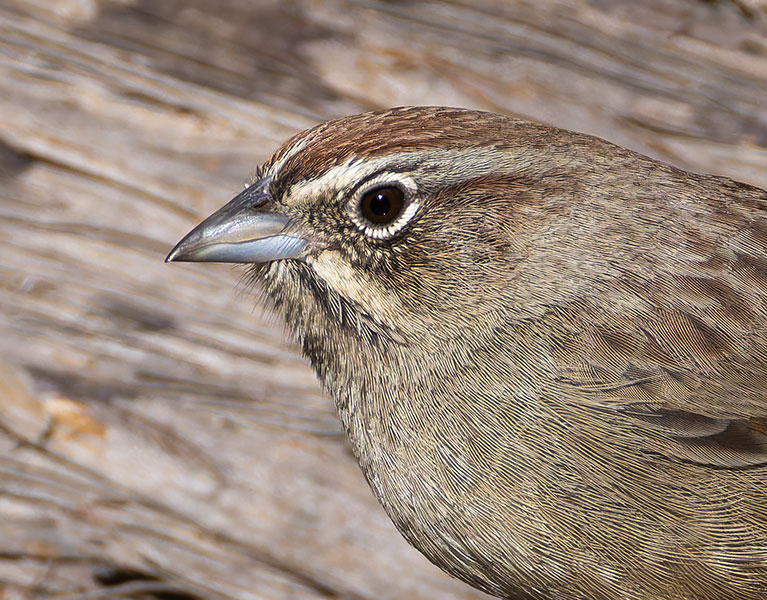 Rufous-crowned Sparrow Aimophila ruficeps 