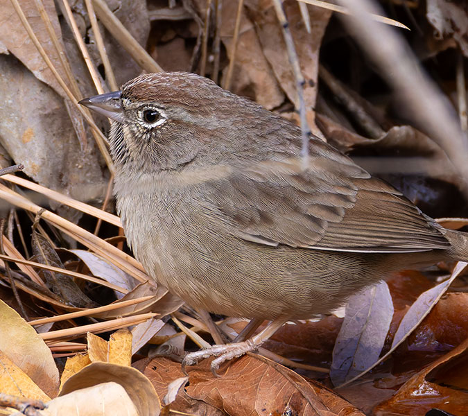 Rufous-crowned Sparrow Aimophila ruficeps 
