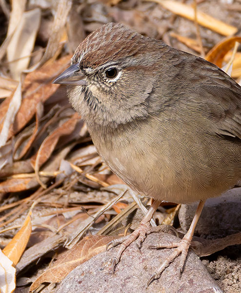 Rufous-crowned Sparrow Aimophila ruficeps 
