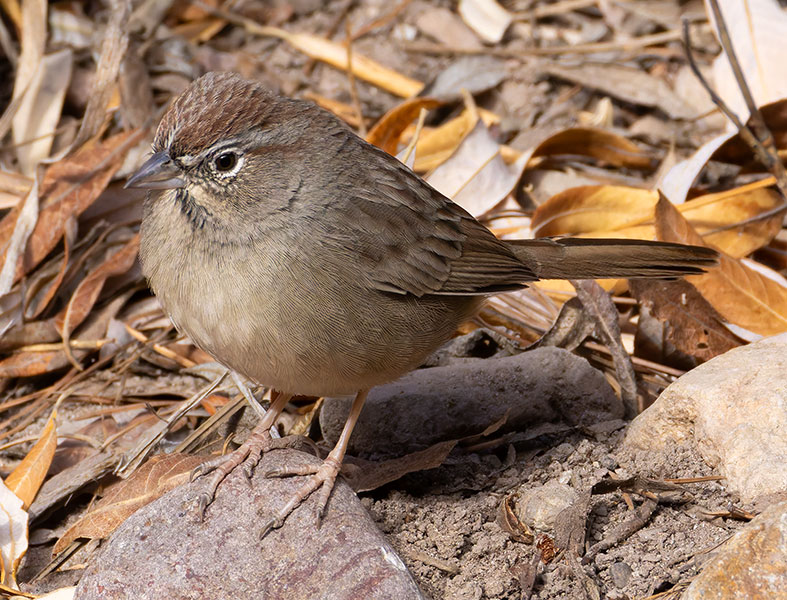 Rufous-crowned Sparrow Aimophila ruficeps 