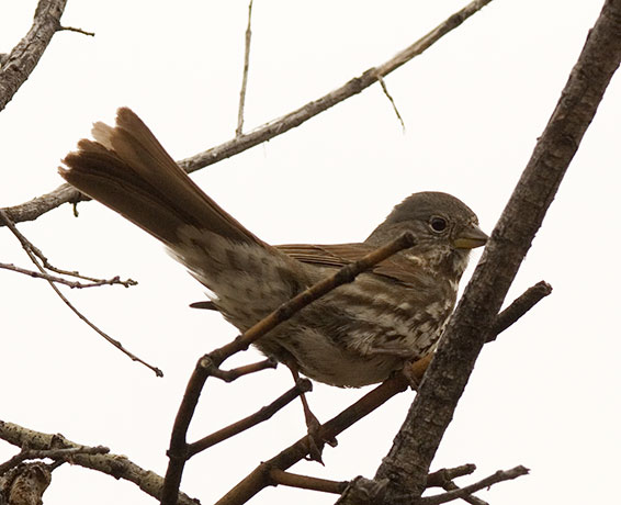 Slate-colored Fox Sparrow Passerella iliaca schistacea