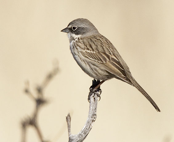 Sage Sparrow Amphispiza belli 