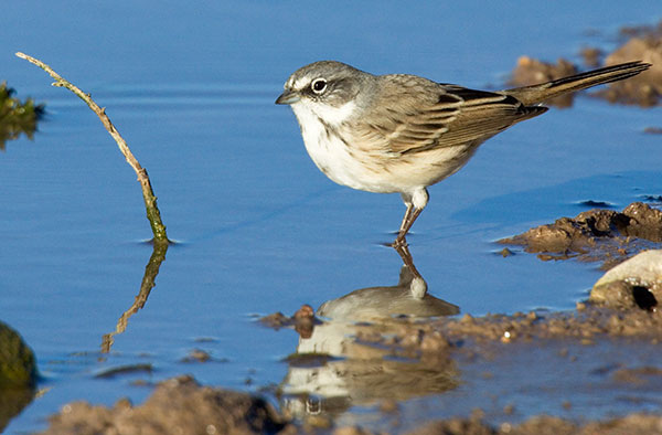Sage Sparrow Amphispiza belli 