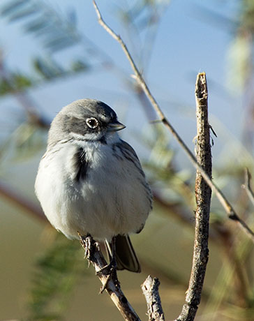 Sage Sparrow Amphispiza belli 