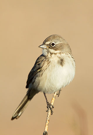 Sage Sparrow Amphispiza belli 