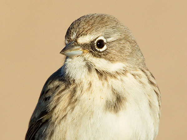 Sage Sparrow Amphispiza belli 