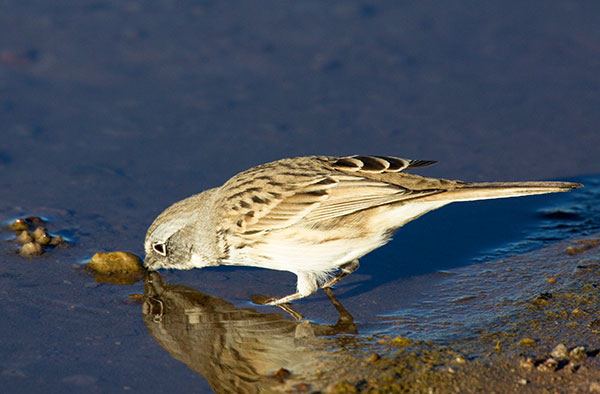 Sage Sparrow Amphispiza belli 