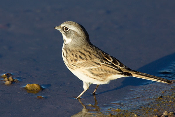 Sage Sparrow Amphispiza belli 