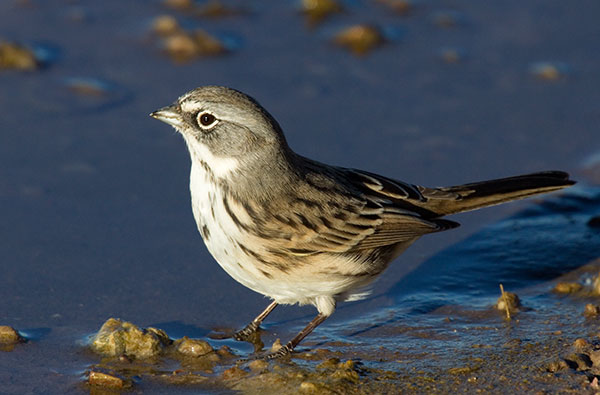 Sage Sparrow Amphispiza belli 