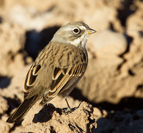 Sage Sparrow Amphispiza belli 