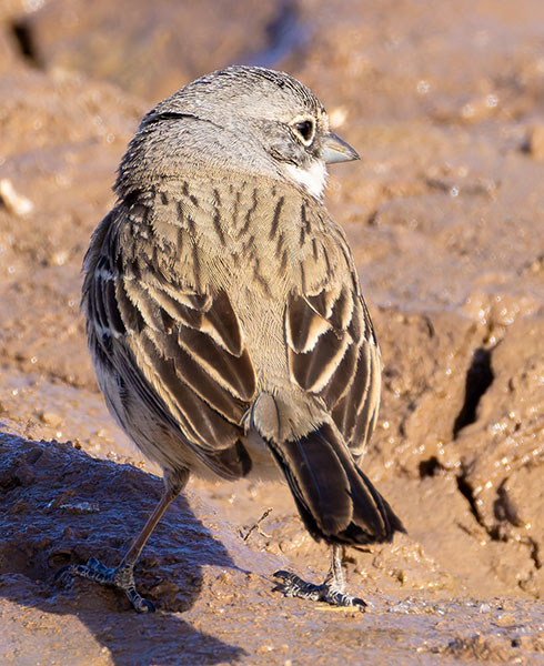 Sage Sparrow Amphispiza belli 