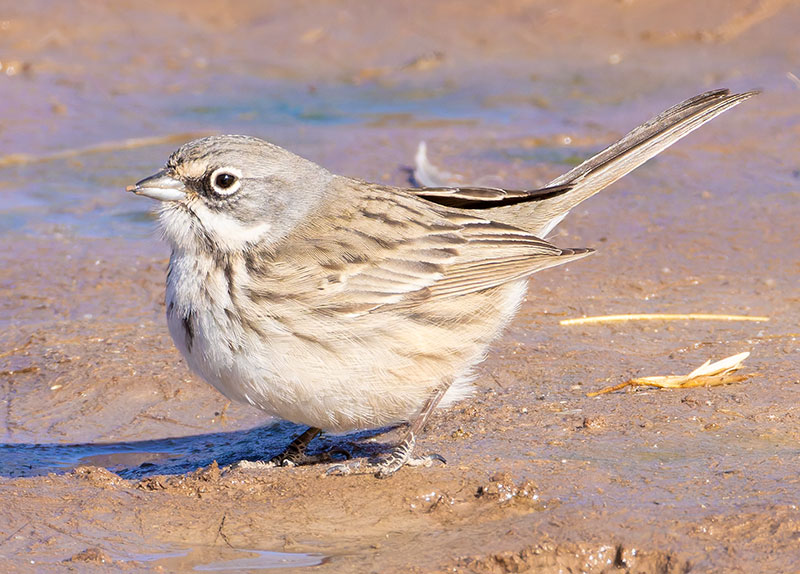 Sage Sparrow Amphispiza belli 