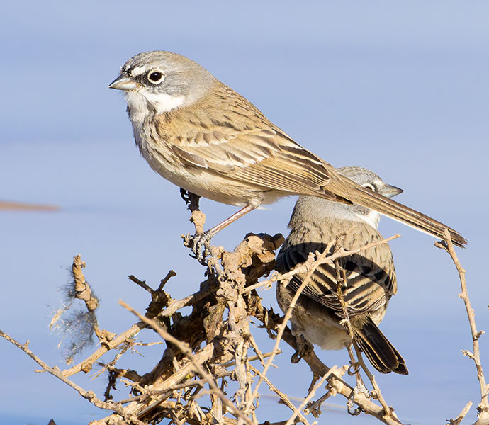 Sage Sparrow Amphispiza belli 