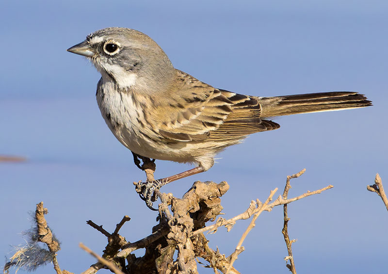 Sage Sparrow Amphispiza belli 