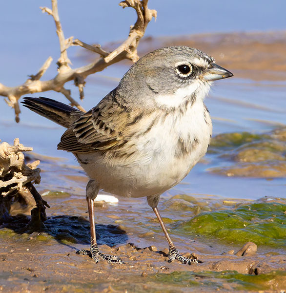 Sage Sparrow Amphispiza belli 