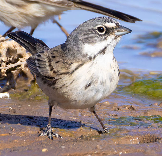 Sage Sparrow Amphispiza belli 