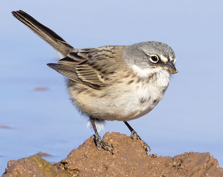 Sage Sparrow Amphispiza belli 