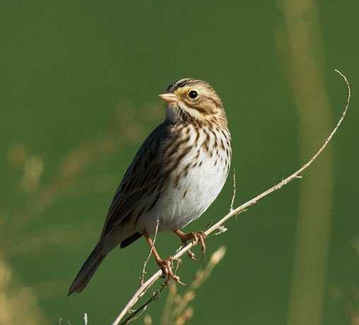 Savannah Sparrow Passerculus sandwichensis 