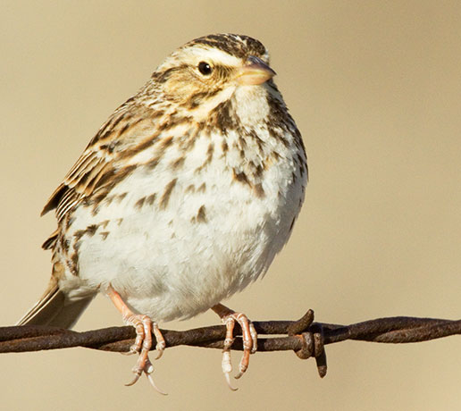 Savannah Sparrow Passerculus sandwichensis 