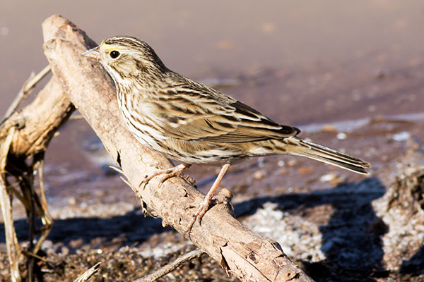 Savannah Sparrow Passerculus sandwichensis 