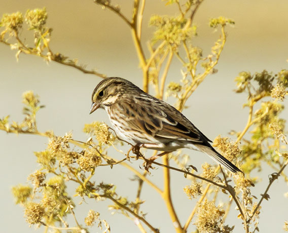 Savannah Sparrow Passerculus sandwichensis 