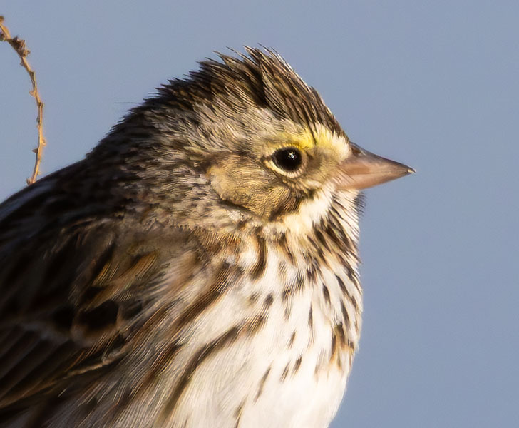 Savannah Sparrow Passerculus sandwichensis 