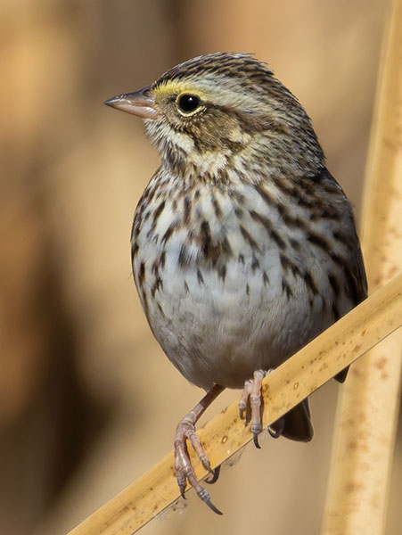 Savannah Sparrow Passerculus sandwichensis 
