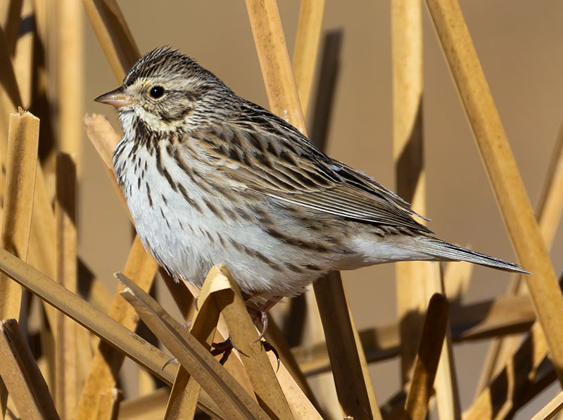 Savannah Sparrow Passerculus sandwichensis 