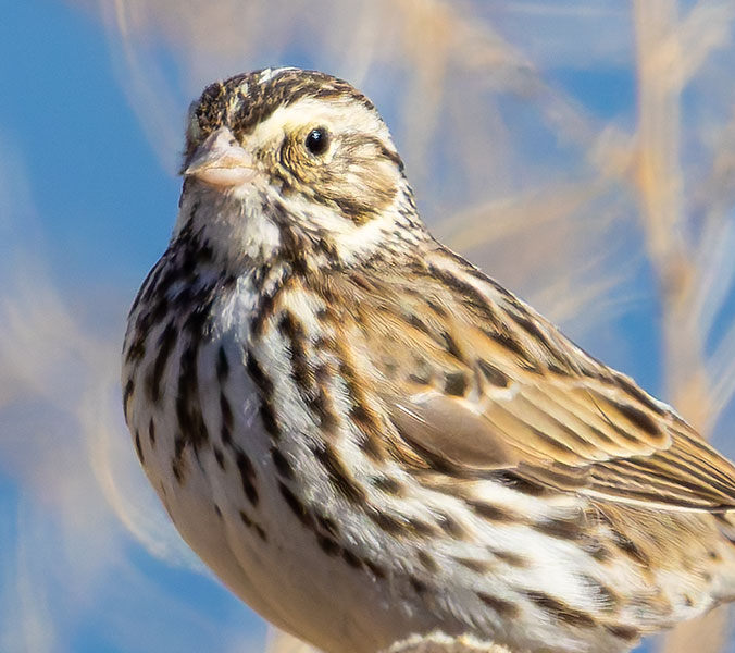 Savannah Sparrow Passerculus sandwichensis 