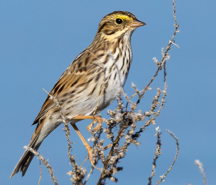 Savannah Sparrow Passerculus sandwichensis 