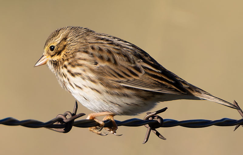 Savannah Sparrow Passerculus sandwichensis 