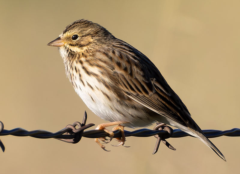 Savannah Sparrow Passerculus sandwichensis 