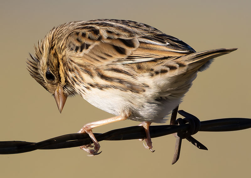 Savannah Sparrow Passerculus sandwichensis 
