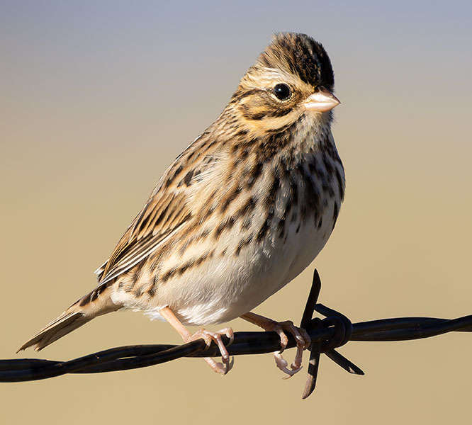 Savannah Sparrow Passerculus sandwichensis 