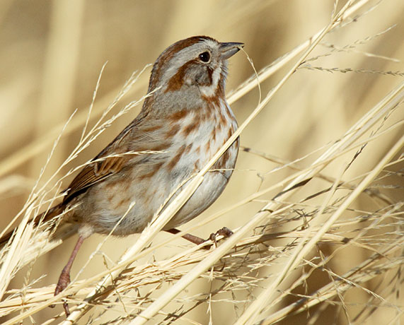 Song Sparrow Melospiza melodia 