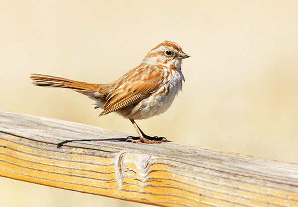Song Sparrow Melospiza melodia 