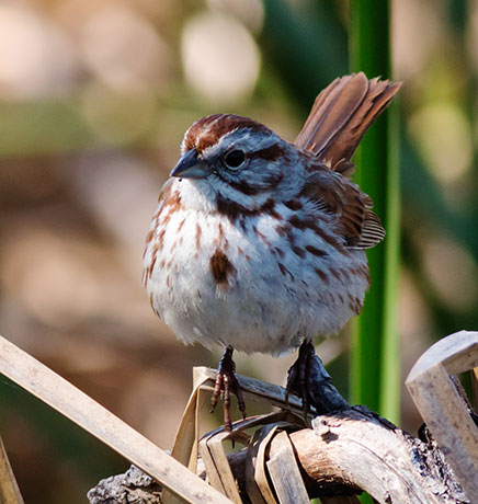 Song Sparrow Melospiza melodia 