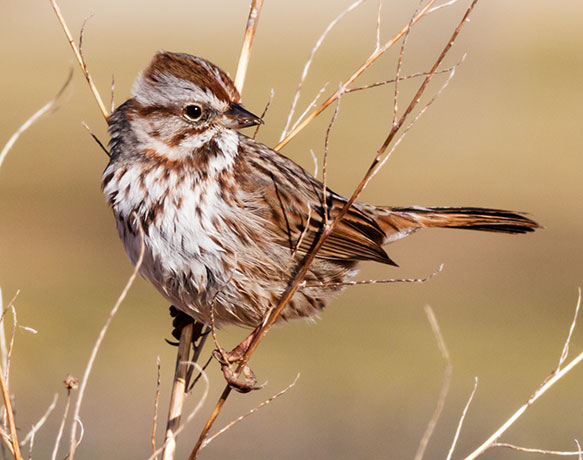 Song Sparrow Melospiza melodia fallax