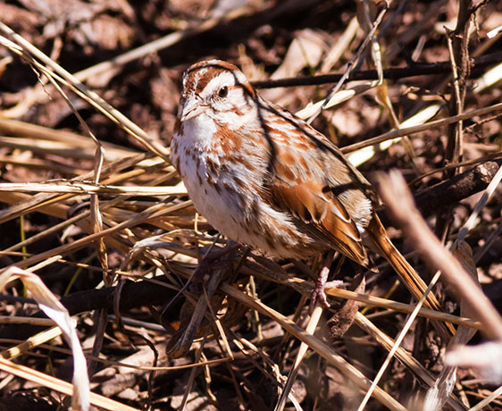 Song Sparrow Melospiza melodia fallax
