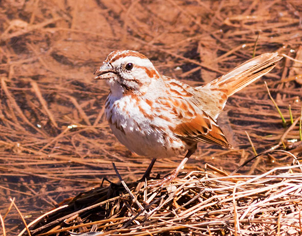 Song Sparrow Melospiza melodia fallax