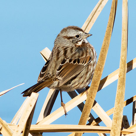 Song Sparrow Melospiza melodia fallax
