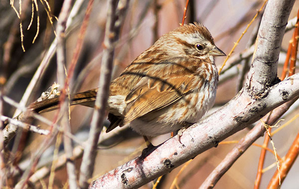 Song Sparrow Melospiza melodia fallax