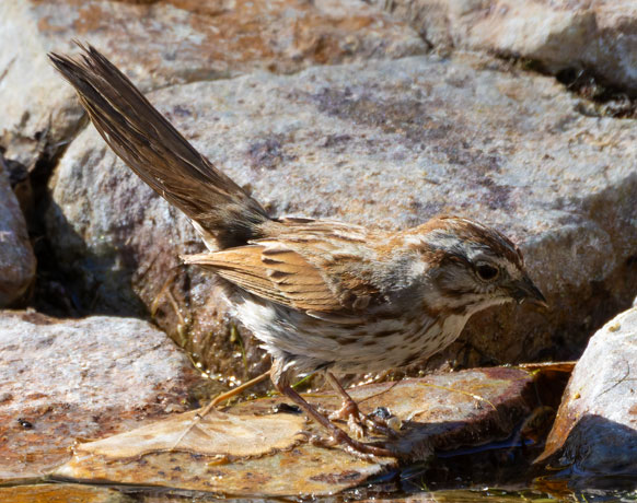 Song Sparrow Melospiza melodia fallax